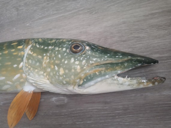 □美術品□Blue・ Esox Lucius□２３cm◇ Copen◇ Northern Pike, Esox Lucius, Pike, 21-25 Inches 3D Wooden