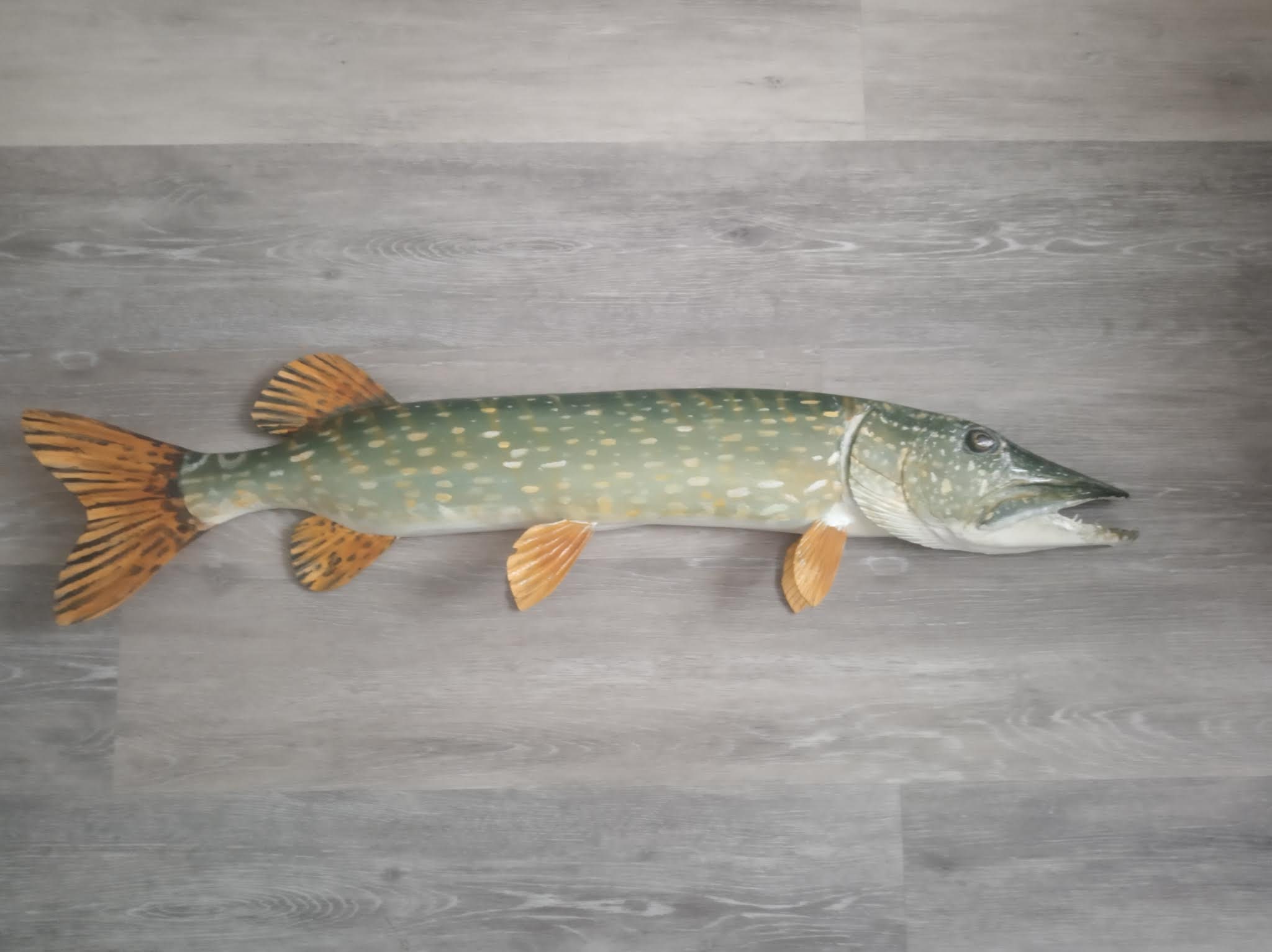 Northern Pike, Esox Lucius, Pike, 31-35 Inches 3D Wall Northern Pike, Esox Lucius, Pike, 31-35 Inches 3D Wall