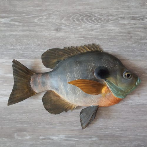 Northern Pike, Esox Lucius, Pike, 31-35 Inches 3D Wall Northern Pike, Esox Lucius, Pike, 31-35 Inches 3D Wall