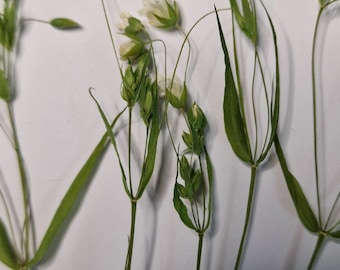 3D dried chickweed – real natural flowers with stem and leaf | 10 pieces for resin, DIY, decoration, scrapbooking