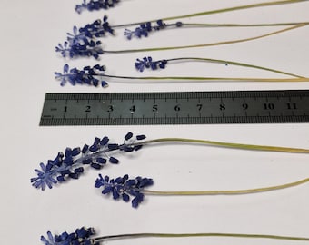 Jacintos de uva 3D secos auténticos, 10 piezas | Flores naturales para resina epoxi, bricolaje, arte con resina, decoración y bodas