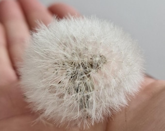 Pusteblumen konserviert – 10 Stück/Box | Getrocknete echte Pusteblume für Epoxidharz & DIY Projekte | Naturmaterial für Resin Art, Dandelion