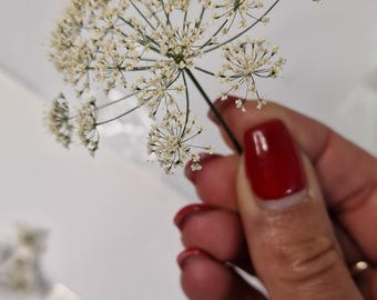 Prawdziwa suszona pietruszka krowia 3D z łodygą – 10 sztuk | Naturalne kwiaty do żywicy epoksydowej, DIY, sztuka żywiczna, dekoracja, ślub