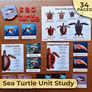 Eenheidsstudie over zeeschildpadden Alles over de anatomie van zeeschildpadden Levenscyclus van zeeschildpadden Thuisschoolactiviteiten Zeeschildpadden Montessori-eenheidstudie