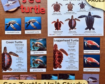 Sea Turtle Unit Study All about Sea Turtles Anatomy Sea Turtle Life Cycle Turtle Homeschool Activities Sea Turtle Montessori Unit Study