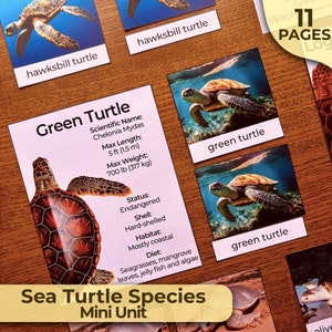 Especies de tortugas marinas Tipos de tortugas marinas Todo sobre las tortugas marinas Tarjetas de 3 partes Tarjetas de identificación de tortugas marinas Unidad Montessori Estudio Montessori