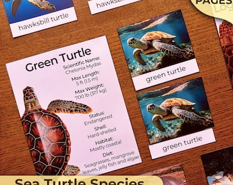 Meeresschildkrötenarten Arten von Meeresschildkröten Alles über Meeresschildkröten 3-teilige Karten Meeresschildkröten-Ausweiskarten Montessori-Unit-Study Montessori