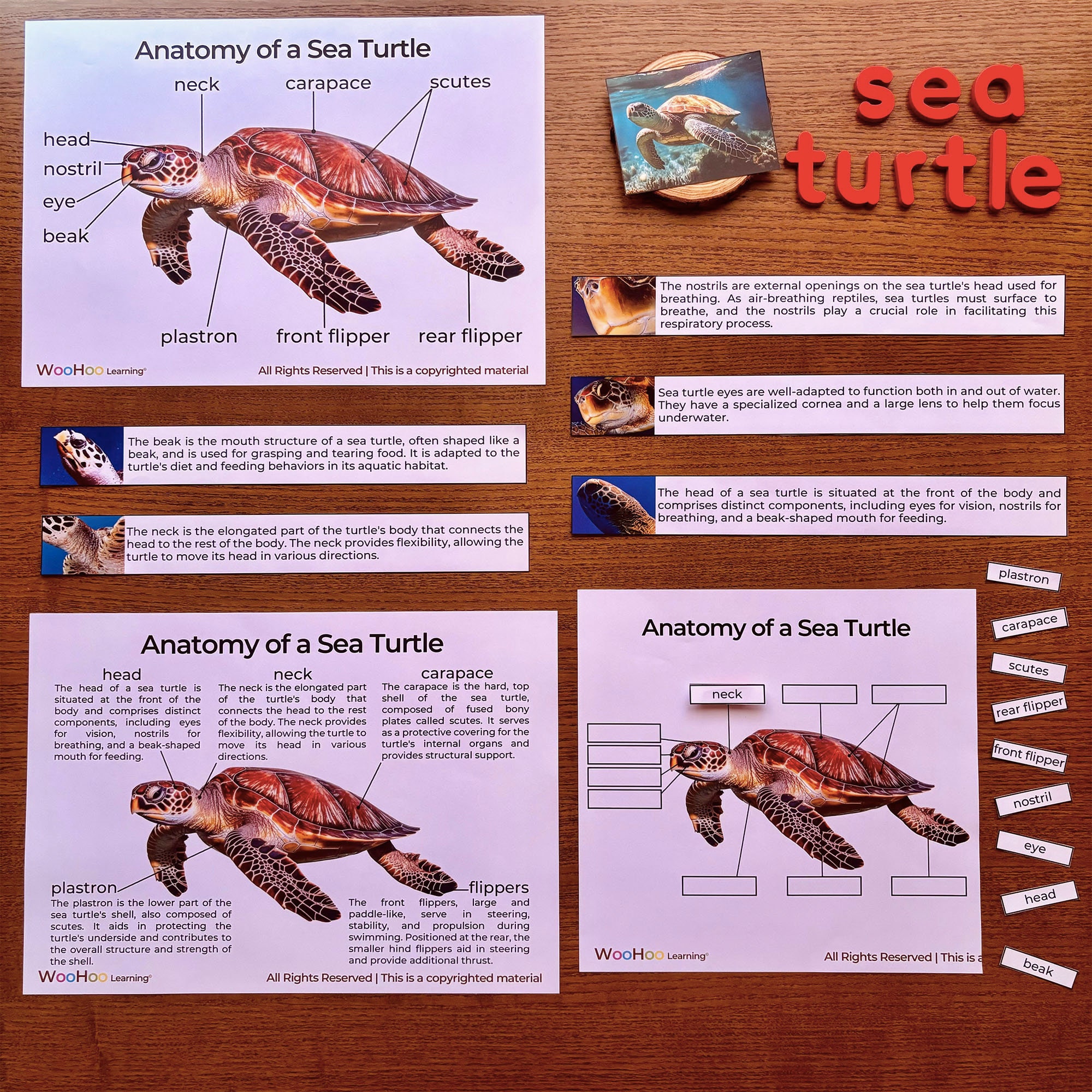 Sea Turtle Anatomy Sea Turtle Parts Anatomy of a Sea Turtle Montessori ...