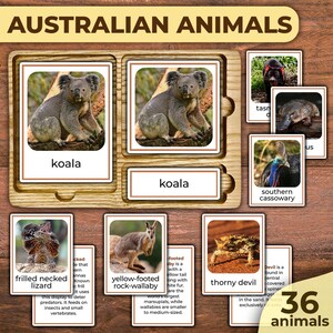 Animals of Australia Flashcards Animals Nomenclature Cards Amazing Animals of Australia Flash cards Montessori Animals Continents Oceania