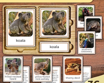 Tiere aus Australien Blitzkarten Tiere Nomenklatur Karten Erstaunliche Tiere aus Australien Blitzkarten Montessori Tiere Kontinente Ozeanien