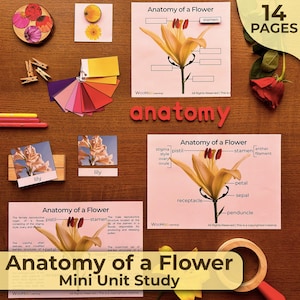 Flowers Anatomy Unit Study Parts of a Flower Structure Flower Parts Botany Floral Anatomy Unit Study Montessori Unit Nature Charlotte Mason