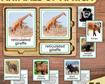 Könnte beinhalten: Ein Holz-Lernspiel "TIERE AFRIKAS" mit illustrierten Karten afrikanischer Tiere wie Giraffen, Warzenschweinen und Gnus. Das Set enthält 36 Tierkarten mit Beschreibungen.