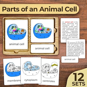 Teile einer Tierzelle Nomenklaturkarten Zelldiagramm Tierzelle Struktur einer Tierzelle Blitzkarten Tierzelle Labeled Cell