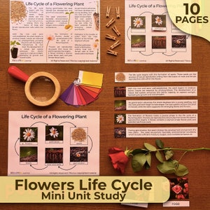Unidad de ciclo de vida de las plantas con flores Estudio de las etapas de las plantas con flores Ciclo de vida de las plantas con flores Unidad del ciclo de vida de las flores Unidad de botánica Montessori