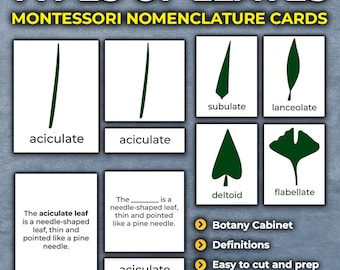 Leaf Shapes 3-Part Cards | Type of Leaf Flashcards | Montessori Botany Cabinet