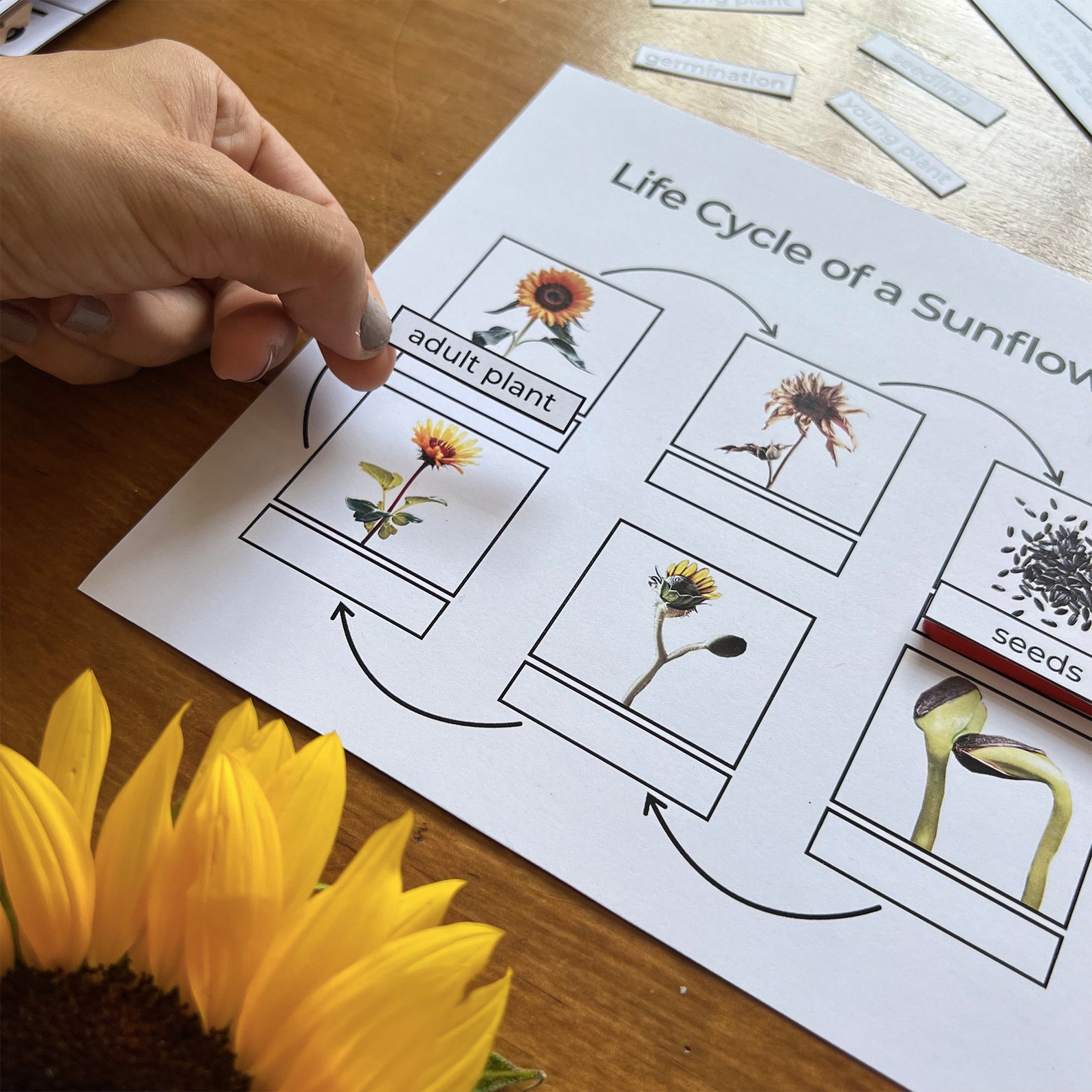Sunflower Life Cycle Sunflower Unit Study Sunflower Growth Stages ...