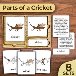 Parts of a Cricket Insect Anatomy Parts of a Cricket Body Parts Nomenclature Cards of a Cricket Montessori Printable Montessori Zoology Card