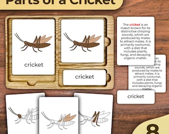 Teile einer Grille Insekt Anatomie Teile einer Grille Körperteile Nomenklatur Karten einer Grille Montessori Druckbare Montessori Zoologie Karte