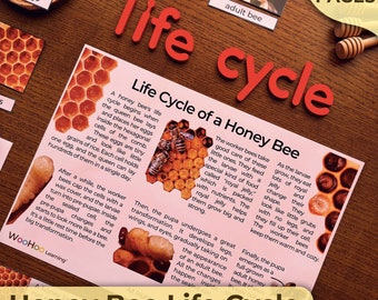 Honey Bee Life Cycle Bee Life Cycle Poster Life Cycle of the Honey Bee Homeschooling Nature Unit Study Honey Bee Life Cycle Unit Montessori