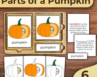 Parts of a Pumpkin Anatomy 3 Part Cards Pumpkin Nomenclature Cards Pumpkin Labelled Printable Montessori 3 Part Cards Halloween Printable