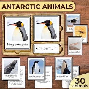 Schede didattiche sugli animali dell'Antartide Schede di nomenclatura della fauna selvatica Schede di nomenclatura Montessori Schede di nomenclatura della fauna selvatica dell'Antartide Animali