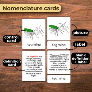 Parts of a Praying Mantis Insect Mantis Anatomy Cards Praying Mantis ...