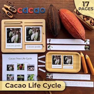 Puede incluir: Un recurso educativo imprimible para aprender sobre el ciclo de vida del cacao. El recurso incluye imágenes de mazorcas de cacao, plántulas, brotes y frutos maduros. El texto "Cacao Tree Life Cycle" y "Cacao Life Cycle" está incluido en la imagen.