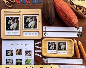Könnte beinhalten: Eine druckbare Bildungsressource zum Lernen des Kakaobaum-Lebenszyklus. Die Ressource enthält Bilder von Kakaobohnen, Sämlingen, Sprossen und reifen Früchten. Der Text "Cacao Tree Life Cycle" und "Cacao Life Cycle" ist im Bild enthalten.