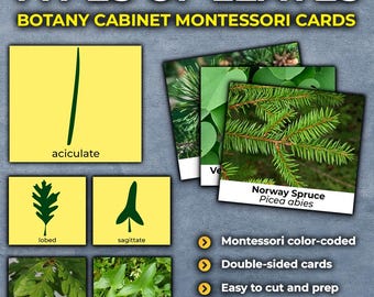 Types of Leaves | Leaf Shape, Identification | Botany Leaf Arrangement