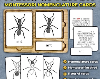 Ant Anatomy Parts of an Ant Insect Labeled Ant Anatomy of Ant Nomenclature Cards Ants 3 part cards Montessori Anatomy Montessori Printable