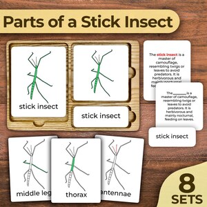 Teile eines Stockinsekten Körperteile Anatomie eines Gehstocks Anatomie eines Stockinsekts Montessori Karten Montessori Nomenklatur 3-teilige Karte