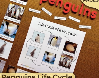 Lebenszyklus eines Pinguins