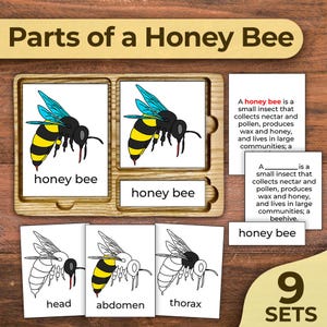 Puede incluir: Un conjunto imprimible de 9 tarjetas educativas con temática de abeja. Las tarjetas muestran una abeja con su cabeza, abdomen y tórax etiquetados. Las tarjetas también incluyen una definición de una abeja.