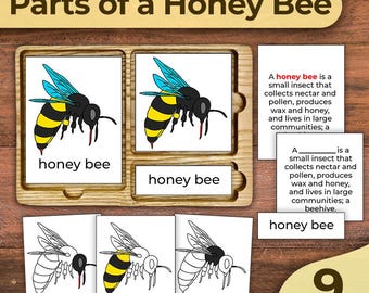 Honigbiene Anatomische Teile Honigbiene Beschriftete Körperteile der Honigbiene Anatomie einer Honigbiene Nomenklaturkarten Montessori 3-teilige Karten Montessori