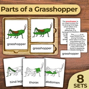 Teile einer Heuschrecke Körperteile einer Heuschrecke Anatomie teile Heuschrecke Beschriftete Montessori Karten Montessori Zoologie 3-teilige Karten