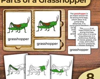 Könnte beinhalten: Ein Satz von 8 Lerntafeln für Kinder mit einem grünen Grashüpfer und Beschriftungen für die verschiedenen Körperteile: Grashüpfer, Hinterbeine, Brustkorb, Hinterleib. Der Text auf den Karten lautet: "Teile eines Grashüpfers".