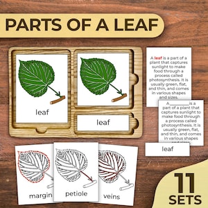 Partes de una hoja Tarjetas de nomenclatura botánica Montessori Hojas etiquetadas Anatomía de una hoja Tarjetas Partes de una hoja Tarjetas de 3 partes Hojas Anatomía Hoja