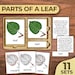Parts of a Leaf Montessori Botany Nomenclature Cards Leaf Labeled ...
