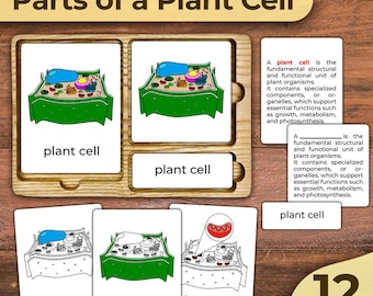Teile einer Pflanzenzelle Nomenklatur Karten Pflanzenzelle Diagramm Pflanzenzelle Struktur einer Pflanzenzelle Blitzkarten Pflanzenzelle Beschriftete Pflanzenzelle