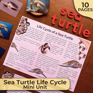 Tartaruga marina Ciclo di vita di una tartaruga marina Tutto sulle tartarughe marine Unità Tartarughe marine Unità Tartarughe marine Studio Montessori Homeschooling Unità Montessori