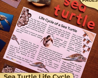 Meeresschildkröten-Lebenszyklus einer Meeresschildkröte Alles über Meeresschildkröten Meeresschildkröten-Einheit Meeresschildkröten-Einheit Lernen Montessori Homeschooling Montessori-Einheit