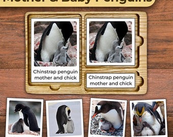 Penguin Species Penguins of the World Penguins 3-Part Cards Penguin Types Homeschooling Penguin Printable for Toddlers Penguin Activity Kids