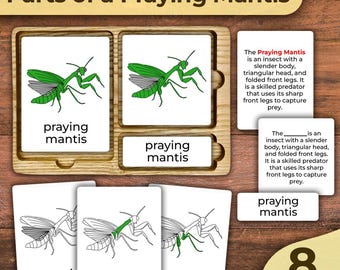 Teile einer Gottesanbeterin Insekt Gottesanbeterin Anatomie Karten Gottesanbeterin Beschriftet Körperteile einer Gottesanbeterin Insekten Nomenklatur Karten