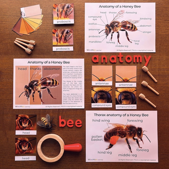 Bee Body Parts And Functions