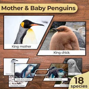Types of Penguin Species Mother and Baby Animals Mother and Baby Penguin Fact Cards Penguin Matching Cards Penguins Montessori Cards Penguin