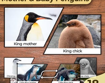 Arten von Pinguinarten Mutter und Baby Tiere Mutter und Baby Pinguin Fact Cards Pinguin Matching Cards Pinguine Montessori Karten Pinguin