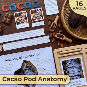 Puede incluir: Un gráfico educativo colorido sobre la anatomía de una vaina de cacao. El gráfico presenta un diagrama de una vaina de cacao con etiquetas para el exocarpo, mesocarpo, semillas, funículo y placenta. El gráfico también incluye texto que explica el papel de cada parte de la vaina de cacao en la producción de chocolate. El gráfico está diseñado para ser utilizado en un aula o en el hogar.