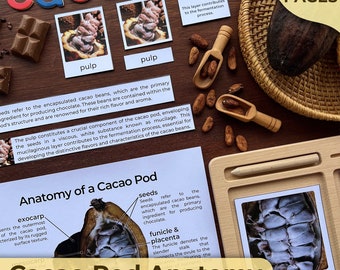 Anatomía de la vaina de cacao Anatomía de la fruta de chocolate Partes del grano de chocolate Partes de la vaina de cacao Estudio de la unidad de anatomía de la vaina de cacao Partes de la vaina de cacao Theobroma