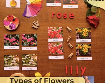 Könnte beinhalten: Ein Satz von 18 druckbaren Seiten für eine Mini-Einheit zum Thema Blumenarten. Die Seiten zeigen Bilder verschiedener Blumen, darunter Rosen, Tulpen, Narzissen, Lilien, Gänseblümchen und Dahlien. Das Wort "Rose" ist in roten Buchstaben geschrieben. Die Seiten sind so konzipiert, dass Kinder verschiedene Blumenarten kennenlernen.