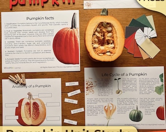 Kürbis-Einheit Studie Kürbis Lebenszyklus Kürbis Anatomie Montessori Wissenschaft Naturstudie Montessori-Materialien Montessori Mathe Montessori-Einheit